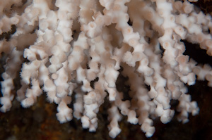 Oculina virgosa