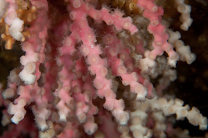 Oculina virgosa