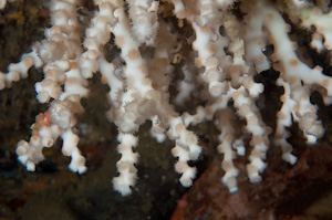 Oculina virgosa