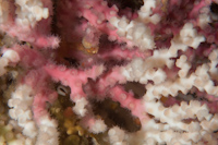 Oculina virgosa