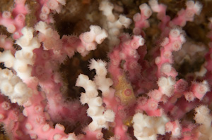 Oculina virgosa