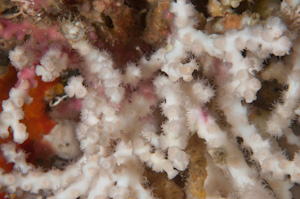 Oculina virgosa