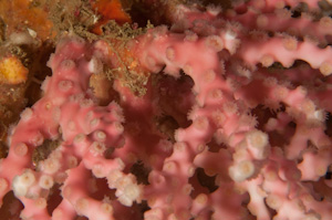 Oculina virgosa