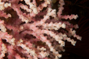 Oculina virgosa