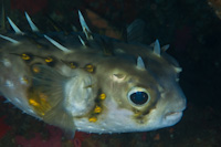 Allomycterus jaculiferus