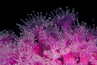 Corynactis australis
