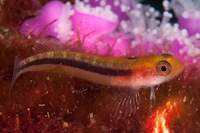 Obliquichthys maryannae