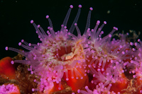 Corynactis australis