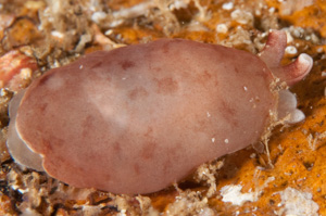 Berthella ornata