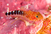 Notoclinops caerulepunctus