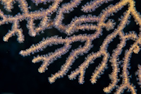 gorgonian fan