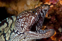 Enchelycore ramosa