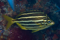 Atypicthys latus