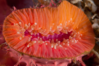 Monomyces rubrum