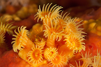Parazoanthus elongatus