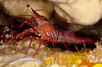 Rhynchocinetes sp.
