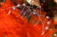 Stenopus hispidus