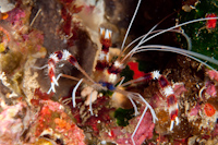 Stenopus hispidus