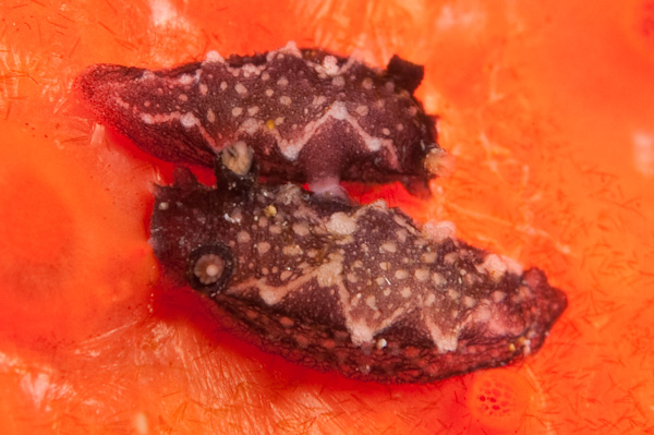 Tritonia flemingi