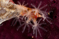Clavularia novaezealandiae