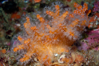 Alcyonium aurantiacum