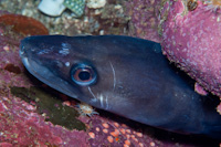 Conger wilsoni
