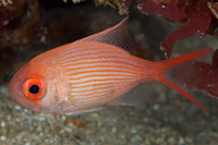 Centroberyx affinis
