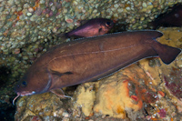 Lotella rhacinus