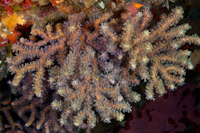 gorgonian fan