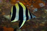 Amphichaetodon howensis