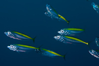 Decapterus koheru