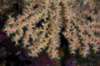 Zoanthid