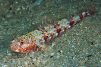 Synodus doaki