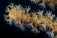 gorgonian fan