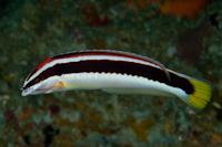 Coris picta
