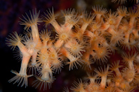 Zoanthid