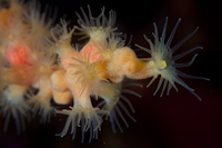 Zoanthid