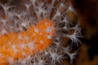 Alcyonium aurantiacum