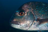 Pagrus auratus