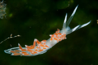 Coryphellina albomarginata