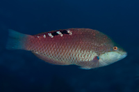 Pseudolabrus luculentus