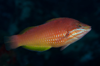 Pseudolabrus luculentus