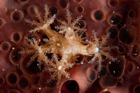 Clavularia novaezealandiae