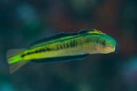 Plagiotremus tapeinosoma
