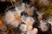 Epizoanthus sp.