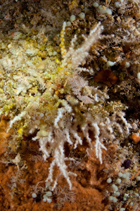 Oculina virgosa