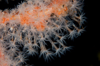 Soft coral
