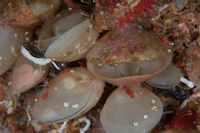 Brachiopods