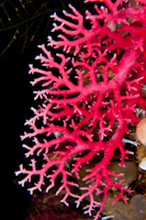 Red coral