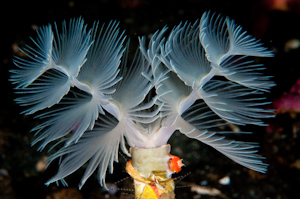Tube worm